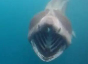 Исполинская акула преследовала каякера у берегов Ирландии
