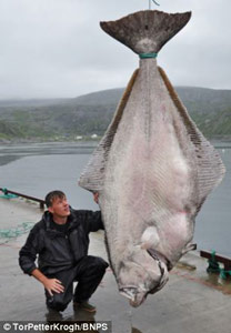В Норвегии побит мировой рекорд по ловле палтуса