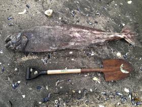 Круче чем Йети: на пляж Аляски выбросило мягкую рыбу