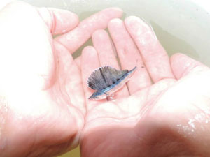 Это реально круто: Рыбак поймал голубого марлина голыми руками!