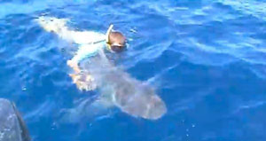 Опасно и безрассудно: рыбак прыгнул в воду, чтобы спасти 136 килограммовую акулу