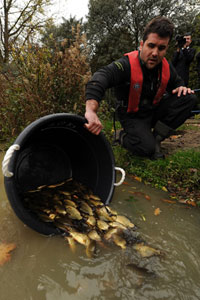Особенности национального зарыбления: в Англии выпущено 10 миллионов рыб