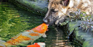 Возможна ли дружба между собакой и рыбой?