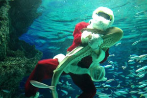 В Японии Санта-Клаус поселился в аквариуме