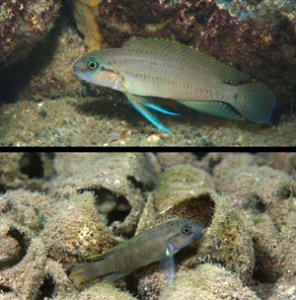 Рыбы разного размера превращаются в новые виды