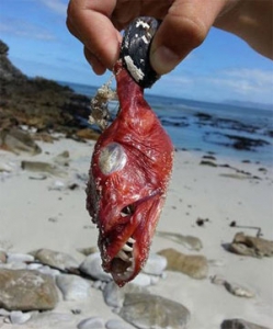На одном из пляжей ЮАР обнаружен очередной монстр