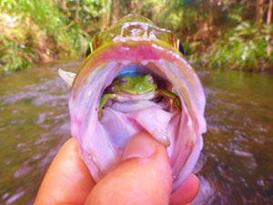 Рыбак обнаружил живую лягушку во рту пойманного окуня