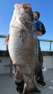В Новой Зеландии пойман крупный морской окунь