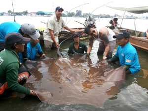 В тайской реке пойман гигантский скат