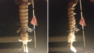 Рыбак поймал опаснейшую креветку длиной 45 сантиметров