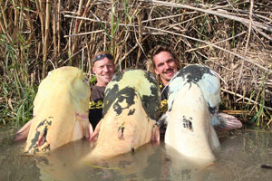 Чудеса случаются: в реке Эбро поймано сразу три редчайших мандариновых сома