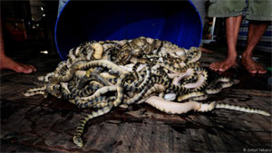 В Таиланде рыбаки ловят ядовитых морских змей голыми руками