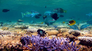 Рыболовство несет угрозу для жизни Большого Барьерного Рифа