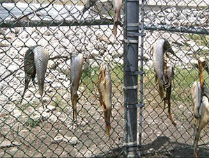В Техасе вдали от реки обнаружили рыбу в ячейках забора