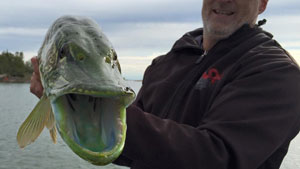 Канадский рыбак поймал щуку с ярко «накрашенными» зелеными губами