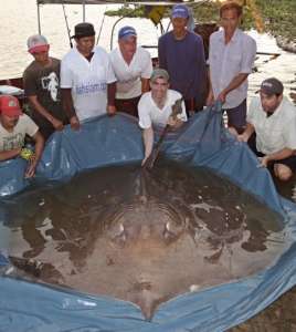 В Меконге поймали самую большую пресноводную рыбу