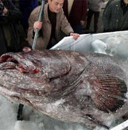 "Чудо-рыба" весом 10 тонн поймана в Китае