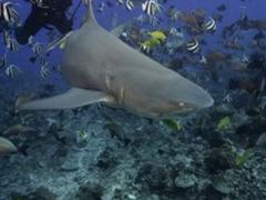 Рыбалка в Израиле: Огромные акулы наводнили акваторию Святой земли
