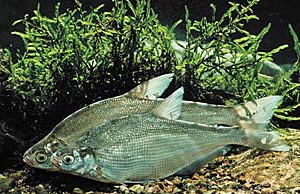 В США выведены рыбы-самцы, способные метать икру