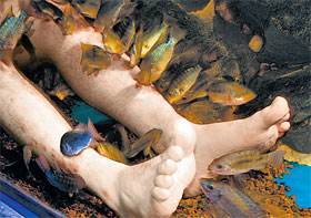 В Алуште рыбы лечат псориаз и экзему