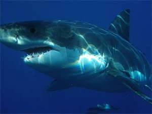 Палеонтологи обнаружили окаменевший поединок между китом и акулой
