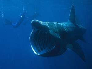 Биологи нашли зимовье гигантских акул