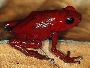Ихтиологи: К 2050 году половина жаб и лягушек исчезнут с лица земли...
