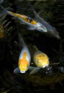 Ихтиология: Чувствуют  ли  рыбы  боль?