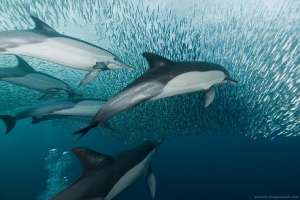 В акватории одесского порта охотятся дельфины