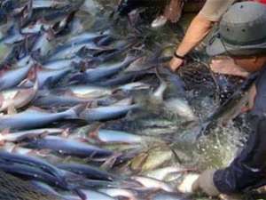 США: Выдававший сома за другую рыбу торговец получил 63 месяца тюрьмы