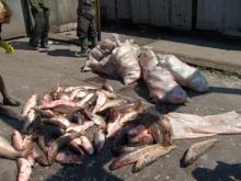 В Донецкой области участковые инспекторы милиции задержали браконьеров