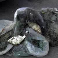 За один день в Одесской области изъято 50 кг «браконьерской» рыбы