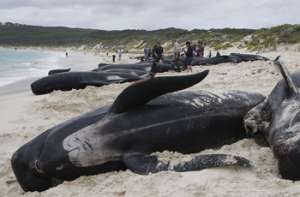 В ЮАР 55 китов выбросились на берег. 30 из них застрелили ученые.