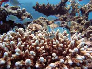 У берегов Ирландии нашли гигантский коралловый риф