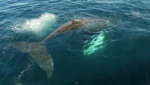 Суда в Северной Атлантике больше не помешают жизни китов