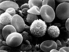 Биологи: Перекись водорода управляет клетками иммунной системы