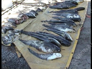 За одну рыбалку браконьеры Полтавщины «набили» электроудочками 500 кг ценных пород рыбы
