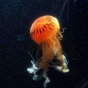 Медузы угрожают жизни в мировом океане