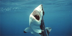 Ученые призывают не бояться акул