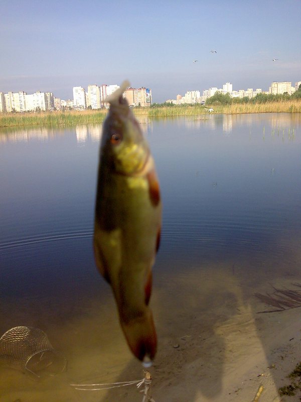 Красивая рыба