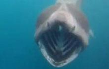 Исполинская акула преследовала каякера у берегов Ирландии 