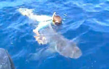Рыбак прыгнул в воду, чтобы спасти 136 килограммовую акулу