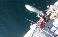 400 кг на крючке: в США пойман гигантский тунец