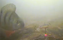 Зимняя рыбалка. Подводная съемка ловли окуня на балансир